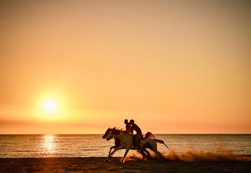 Foto profissional grátis de alvorecer, andar a cavalo, cair da noite