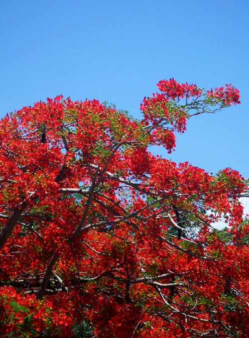 天性, 樹, 紅色 的 免費圖庫相片