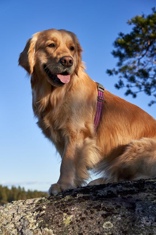 Δωρεάν στοκ φωτογραφιών με golden retriever, αξιολάτρευτος, γλυκούλι