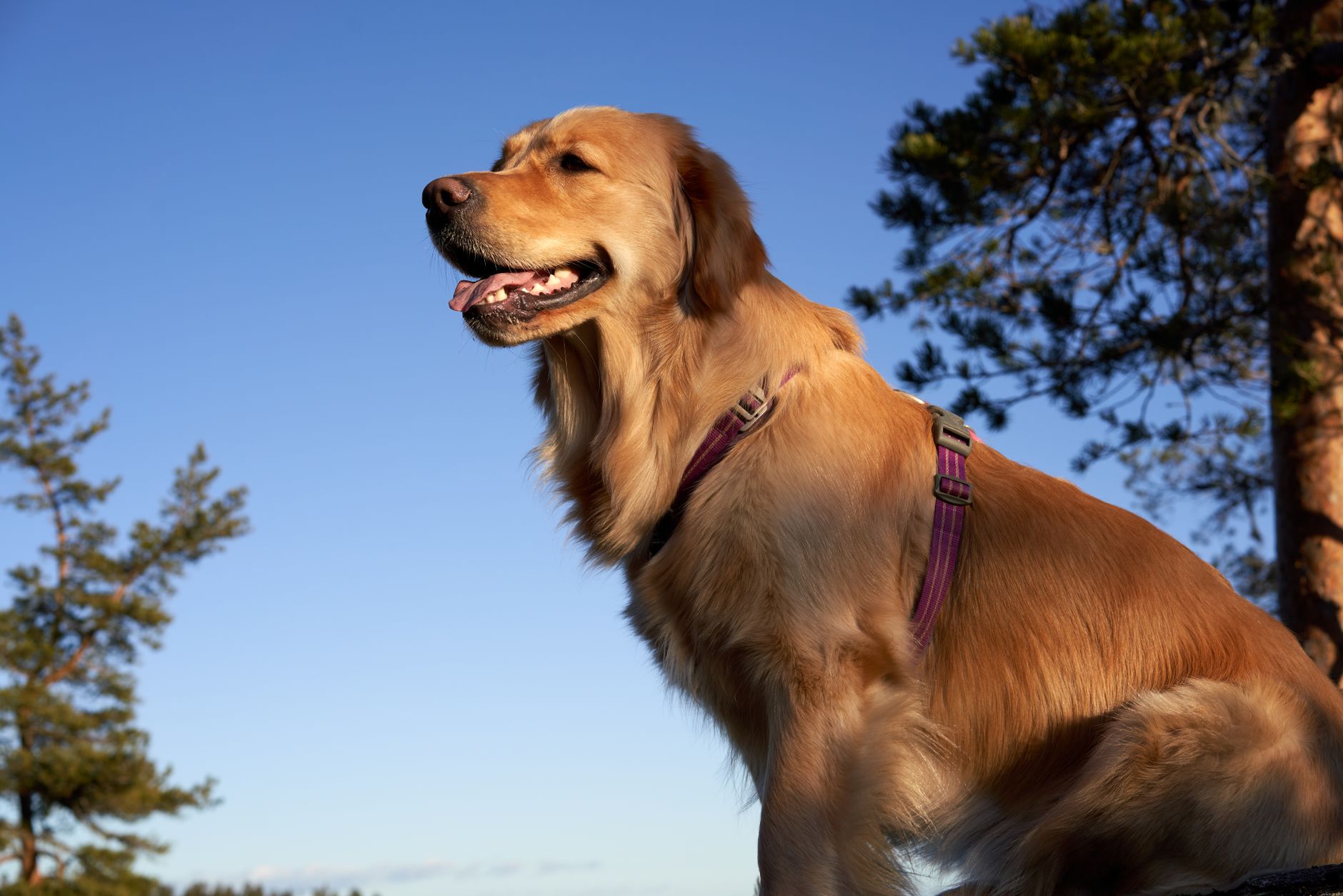 A golden retriever enjoying the outdoors under a clear blue sky, wearing a harness.