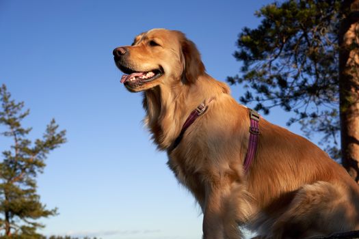 Golden Retriever Dog Near Green Trees