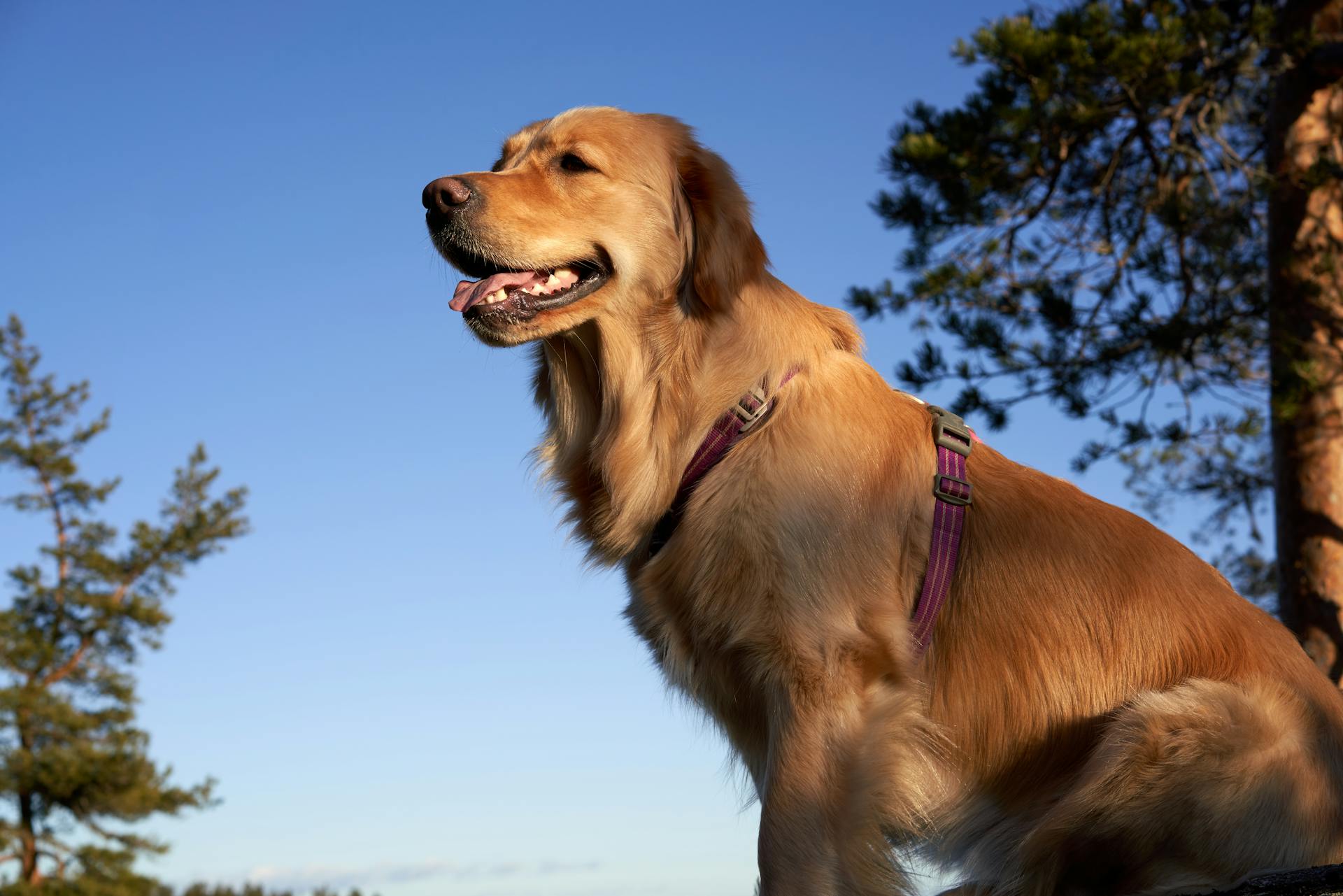 Le golden retriever près des arbres verts