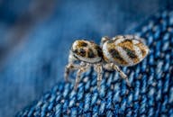 牛仔布上复杂的图案在跳跃蜘蛛的详细宏观图像中得以展现