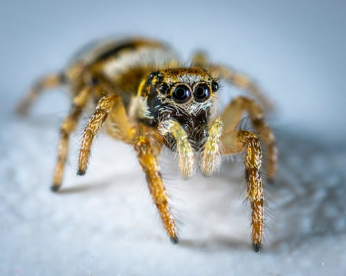 Selective Focus Photography Of Spider