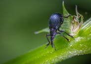 这张特写图展示了一只黑色甲虫停在一片充满活力的绿叶上，其纹理细节清晰可见