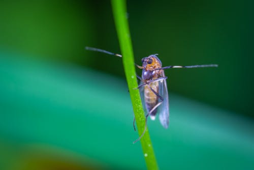 Mücke Thront Auf Blatt