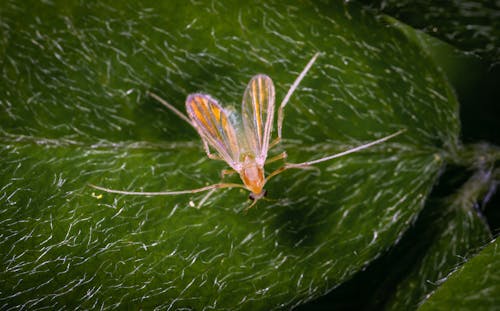 무료 잎에 갈색 곤충 스톡 사진