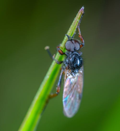Kostnadsfria Kostnadsfri bild av fluga, hårig, insekt Stock foto