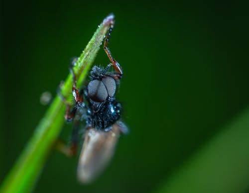 Close-up Photography Of Black Insect