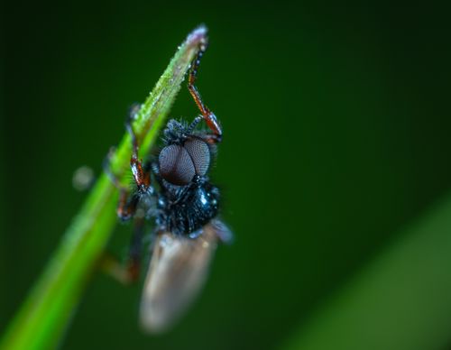 Free Detailed macro shot of a black fly perched on a green stem, showcasing insect anatomy. Stock Photo