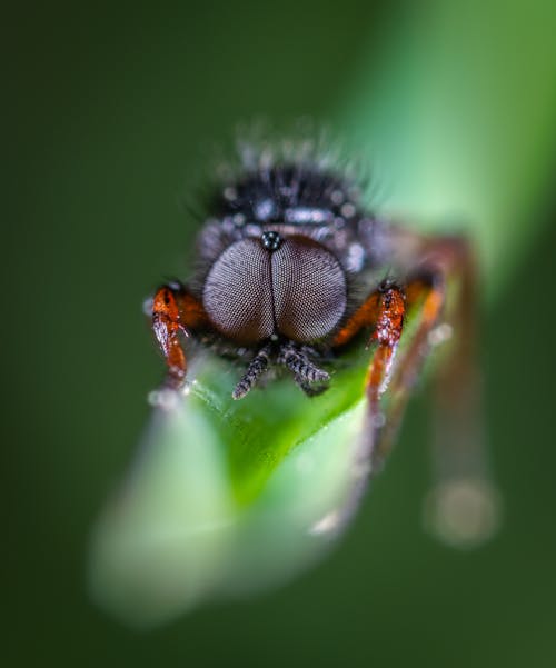 Kostenlos Nahaufnahmefoto Des Schwarzen Insekts Auf Grünem Blatt Stock-Foto