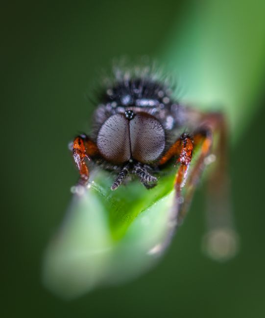 Botflies Mating Close Up Photography · Free Stock Photo