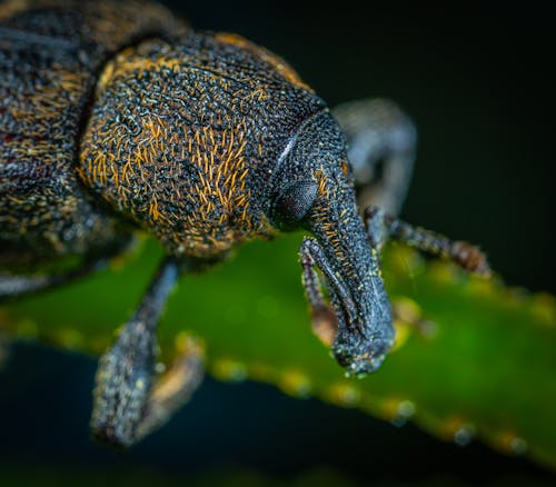 Fotografi Makro Kumbang Hitam Dan Kuning