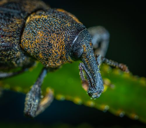 Free Close-up macro photo of a beetle on a leaf, showcasing intricate textures and vivid colors. Stock Photo