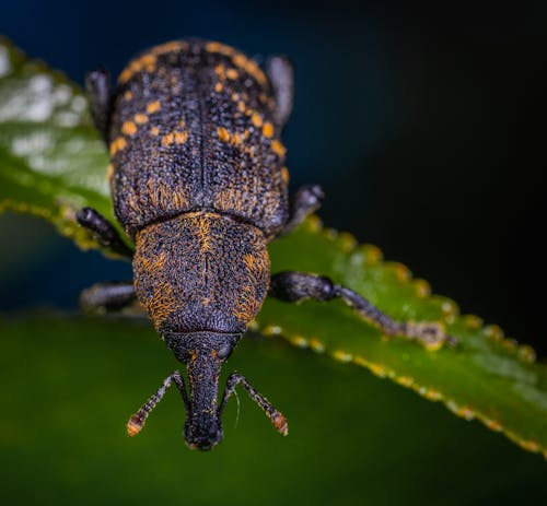 Close Up Fotografie Van Insecten Op Blad