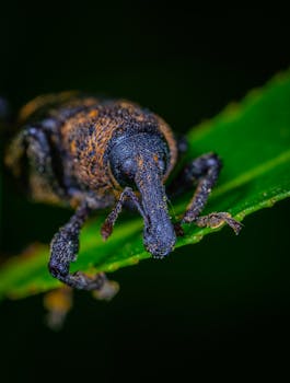 一张生动的宏观图像，展示了绿叶上鼻甲虫的纹理细节