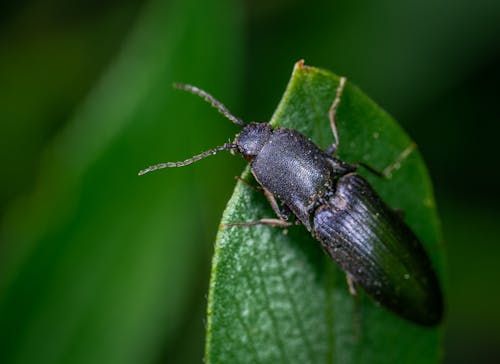 Black Bug On Leaf