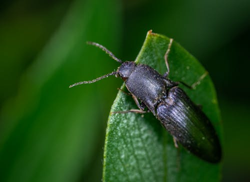 Δωρεάν στοκ φωτογραφιών με beetle, macro, έντομο