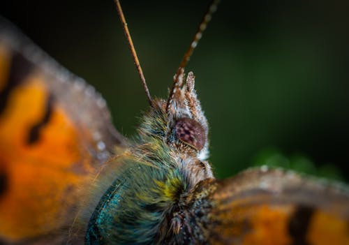 бесплатная Макро фотография бабочки Стоковое фото
