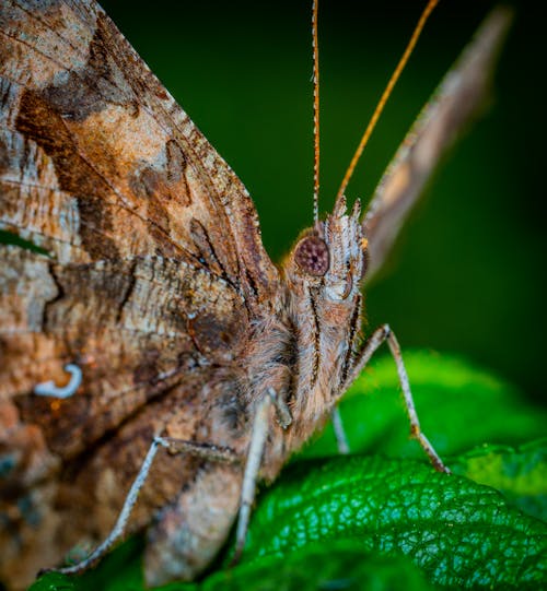 бесплатная Макро фотография коричневой бабочки Стоковое фото