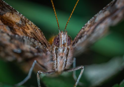 Free Detailed macro close-up of a butterfly's antenna in a natural setting. Stock Photo