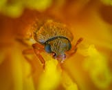 一张特写微距照片中，一只甲虫依偎在一朵充满活力的黄色花朵里，细节清晰可见