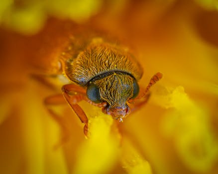 一张特写微距照片中，一只甲虫依偎在一朵充满活力的黄色花朵里，细节清晰可见
