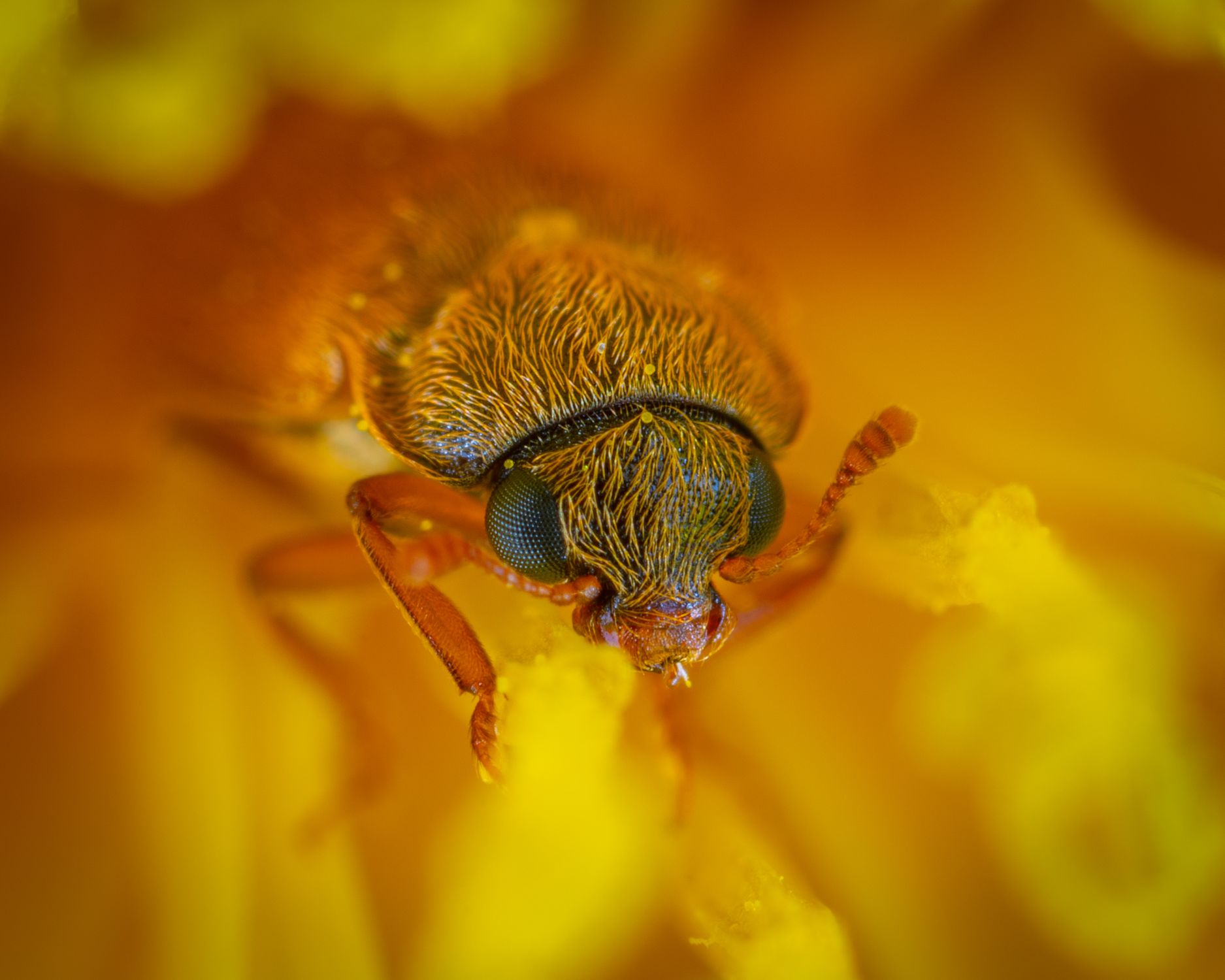 Free Stock Image Insect Insect · Free Stock Photo