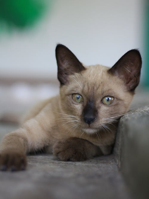 Free stock photo of asian cat, cat, cute puppy