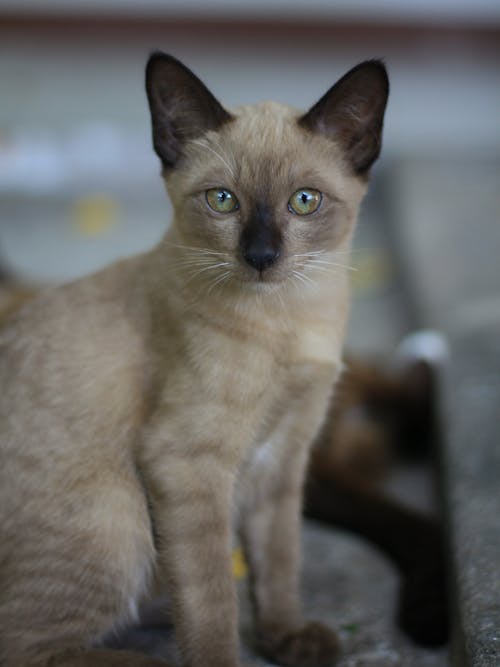 Бесплатное стоковое фото с азиатская кошка, кошка, милый щенок
