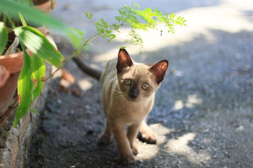 Free stock photo of asian cat, cat, cute puppy