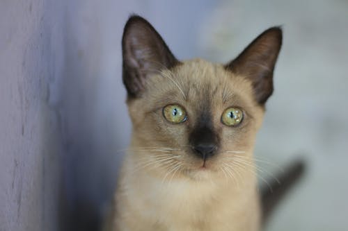 Free stock photo of asian cat, cat, cute puppy