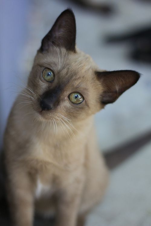 Free Close-up of a cute Siamese kitten with bright eyes and sleek fur indoors. Stock Photo