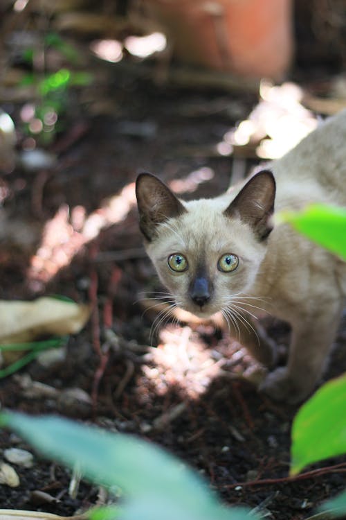 Photo of a Siamese Kitten with White Whiskers