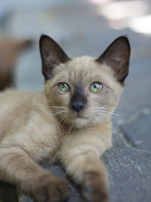 Free stock photo of asian cat, cat, cute puppy