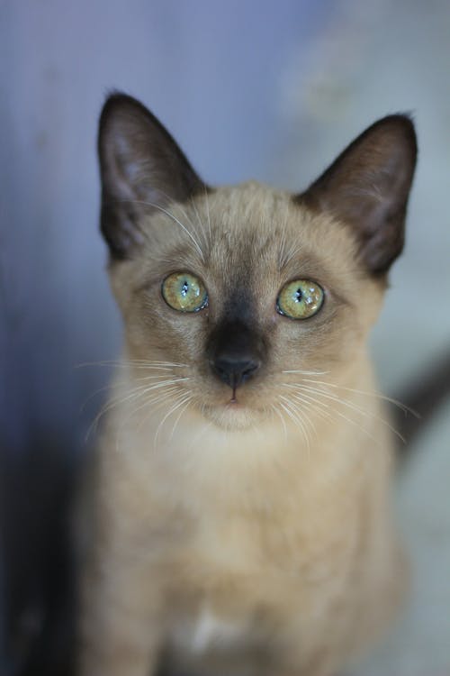 Free stock photo of asian cat, cat, cute puppy