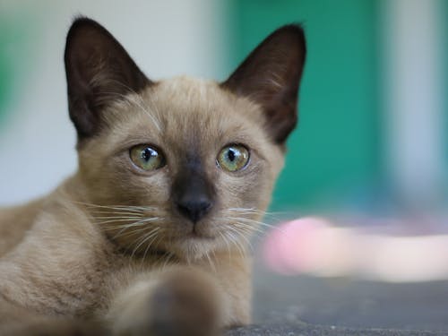 Free stock photo of asian cat, cat, cute puppy