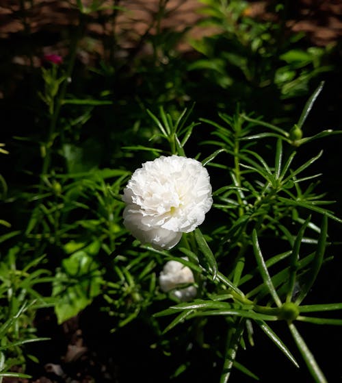 Foto d'estoc gratuïta de flor, flor blanca