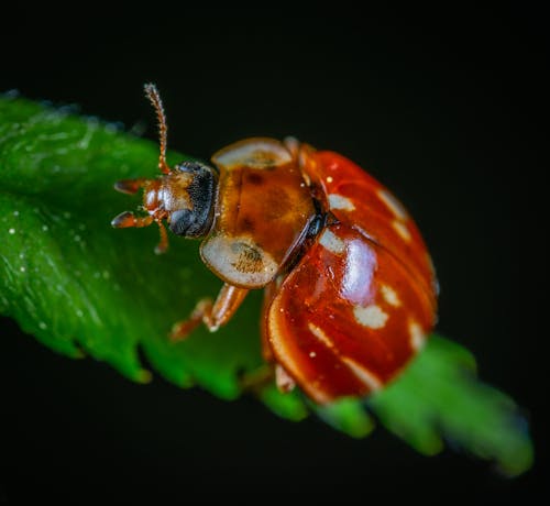 Foto d'estoc gratuïta de beetle, bitxo, fulla