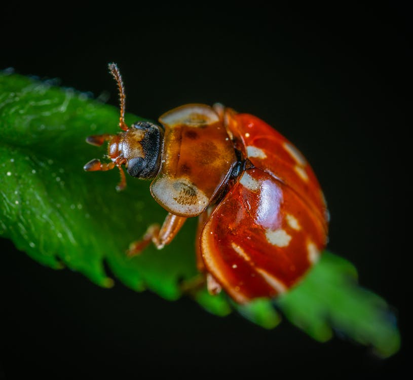 Gratis arkivbilde med bille, blad, insekt