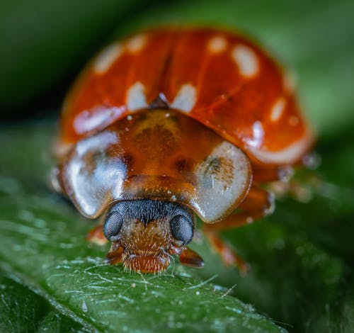 Gratis Fotografía De Enfoque Superficial De Escarabajo Foto de stock