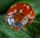 特写镜头下，一只充满活力的瓢虫在叶子上展示着其细致的纹理和色彩