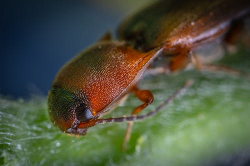 Brown Click Beetle