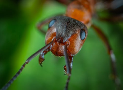 Free Close-up Photo Of Ant Stock Photo