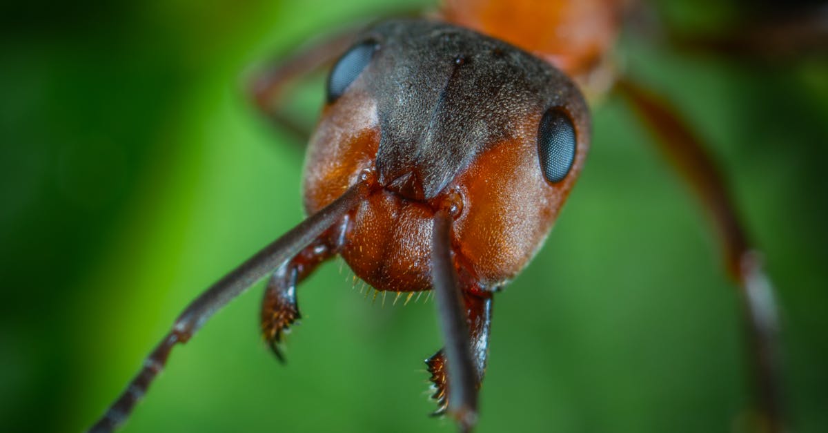How do ants survive in an ant farm