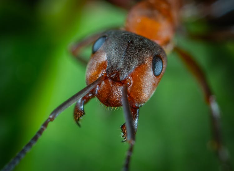 Close-up Photo Of Ant