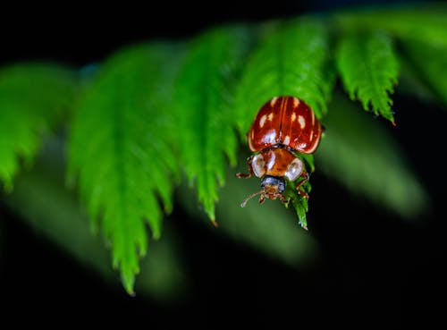 Безкоштовне стокове фото на тему «Beetle, комаха, лист»