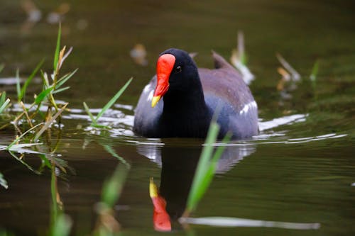 Free Black Duck on Water Stock Photo