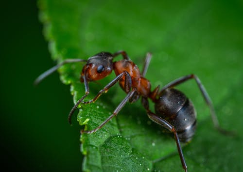 Macrophotographie De Fourmi Rouge