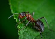 一张详细的宏观照片中，一只蚂蚁正活跃在充满生机的绿叶上